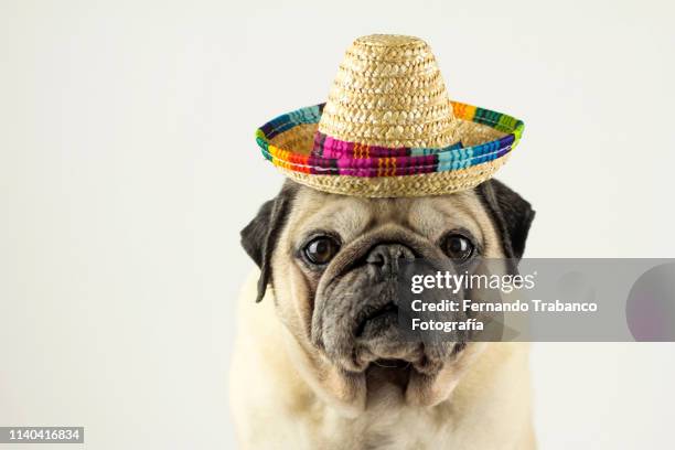 dog with mexican hat - chapeau mexicain photos et images de collection