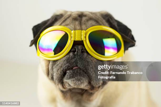 dog with sunglasses - パグ ストックフォトと画像