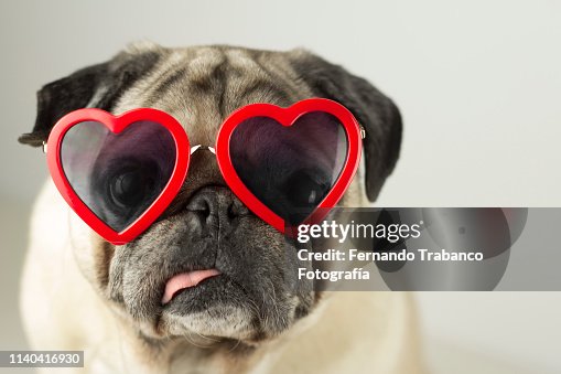295 Pug In Glasses Stock Photos, High-Res Pictures, and Images - Getty  Images