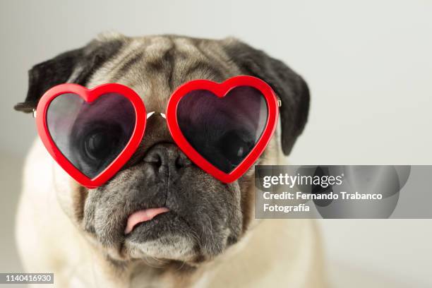 dog with glasses of red heart - pug portrait stock pictures, royalty-free photos & images