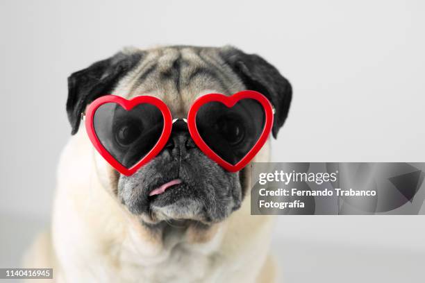 dog with glasses of red heart - miope and humor fotografías e imágenes de stock