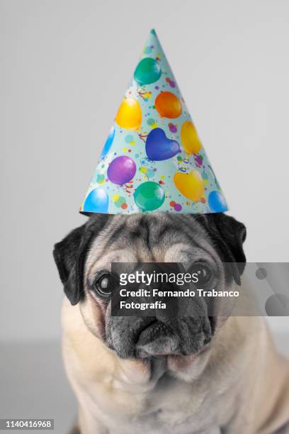 783 Funny Birthday Dog Photos and Premium High Res Pictures - Getty Images