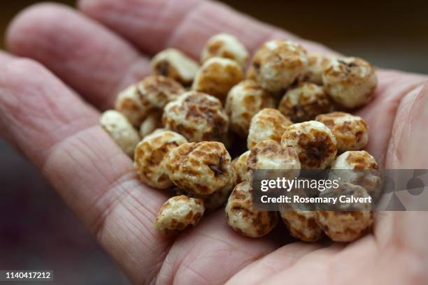 organic tiger nuts in outstretched hand. - tiger age stock pictures, royalty-free photos & images