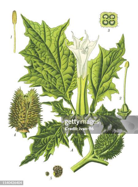 jimsonweed, jimson weed, devil's snare, hell's bells, devil's trumpet, devil's weed, tolguacha, thornapple - angels trumpet stock illustrations