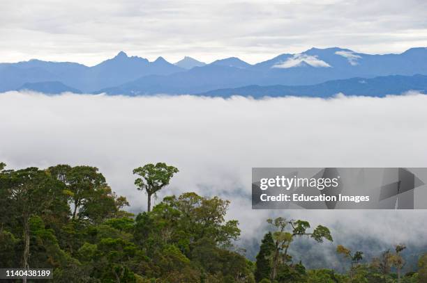 Tropical forest in Western Highlands, Paiya, Papua New Guinea.