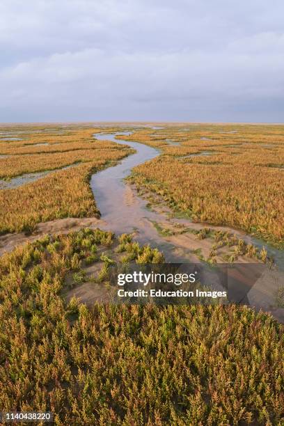 Marsh Glasswort, Salicornia europaea, on salt marsh at Stiffkey marshes, North Norfolk.