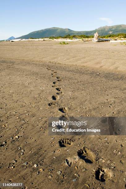 Brown Bear, Ursos arctos, footprints in sand along edge of coastal creek Katmai, Alaska.