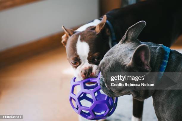 dogs playing tug-of-war with a toy - dogs tug of war - fotografias e filmes do acervo