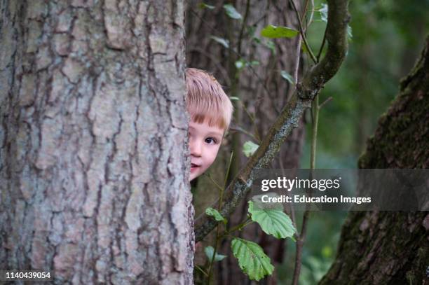 Young boy peeping around tree in woodland, Norfolk.