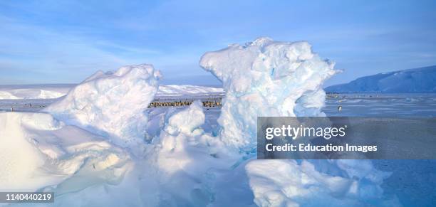 Emperor Penguin, Aptenodytes forsteri, colony at the Dawson-Lambton Glacier, Weddell Sea, Antarctica.