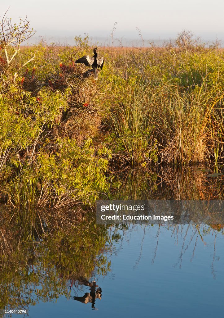 Anhinga in Everglades landscape on Anhinga Trail, Florida Everglades