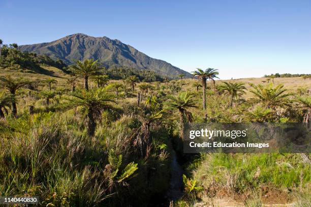 Alpine grassland and Cycads, Tari Gap in Southern Highlands, Papua New Guinea.