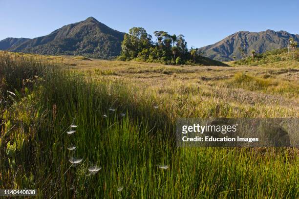Alpine grassland and Cycads, Tari Gap in Southern Highlands, Papua New Guinea.