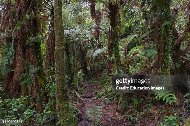 Montane Rainforest around Mt Hagen in Western Highlands, Papua New Guinea.