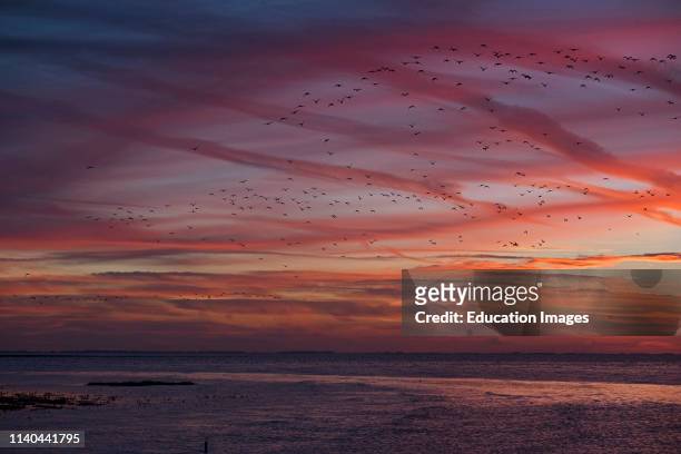 Oystercatchers, Haematopus ostralegus, going to roost, spectacular sunset over high tide on the Wash, Snettisham, Norfolk.
