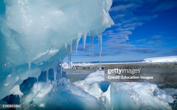 View through an icy pressure ridge of Emperor Penguin colony, Weddell Sea, Dawson Lambton Glacier.