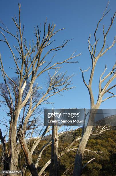 Stick Racker 6 Dieback Australia Stock Photos and High-Res Images - Getty Images