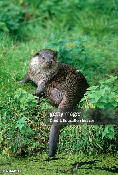 Otter, Lutra lutra, UK, summer.