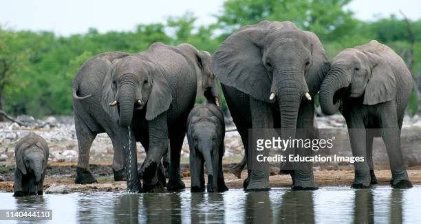 African Elephants at water hole, Etosha NP, Namibia, South Africa.