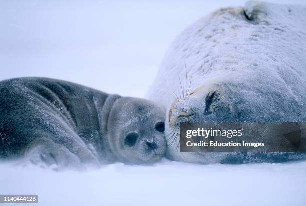 Weddell Seal, Leptonychotes weddelli, mother snuggling young pup, Weddell Sea, Antarctica.
