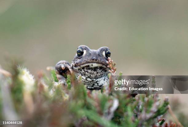 Natter jack Toad, Epidalea calamita, on heath UK.