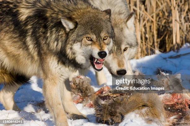 Wolf, Canis lupus, Minnesota, North America.
