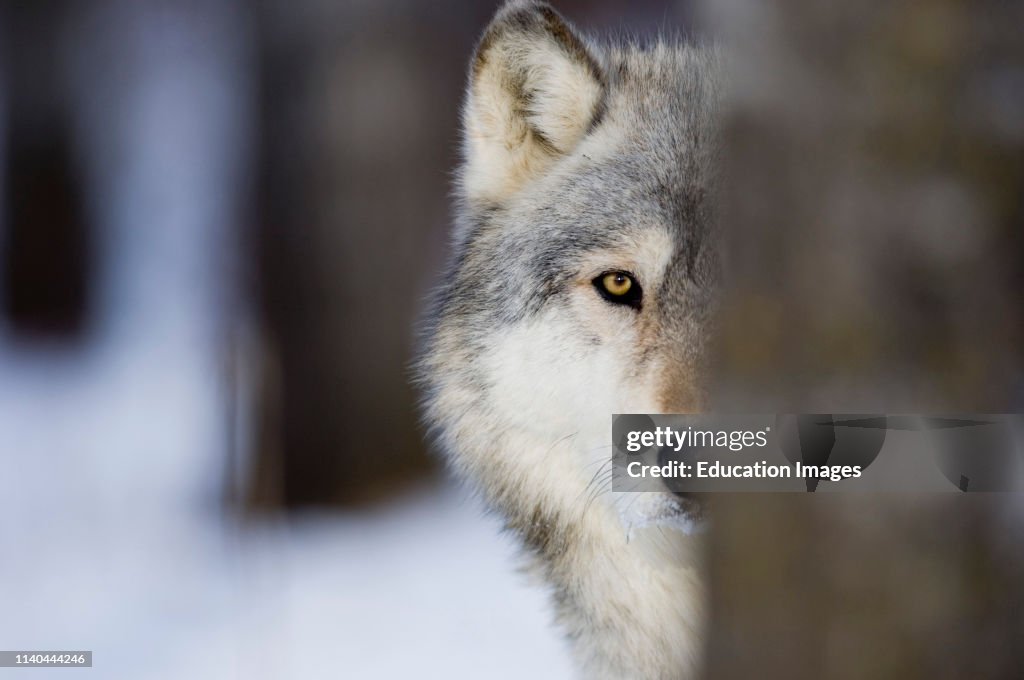 Wolf, Canis lupus, Minnesota, North America