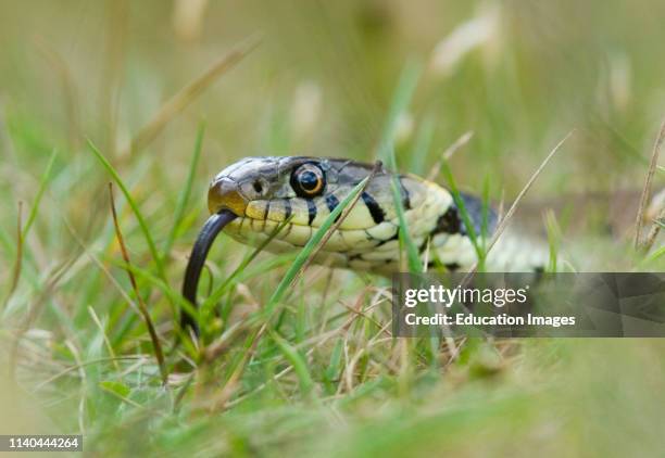 Close up of Grass Snake, Norfolk.