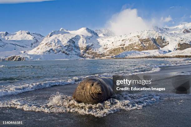 Southern Elephant Seal bull, Mirounga leonina, on beach, Gold Harbour, South Georgia.