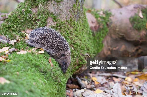 Hedgehog, Erinaceus europaeus, in woodland Norfolk, UK.