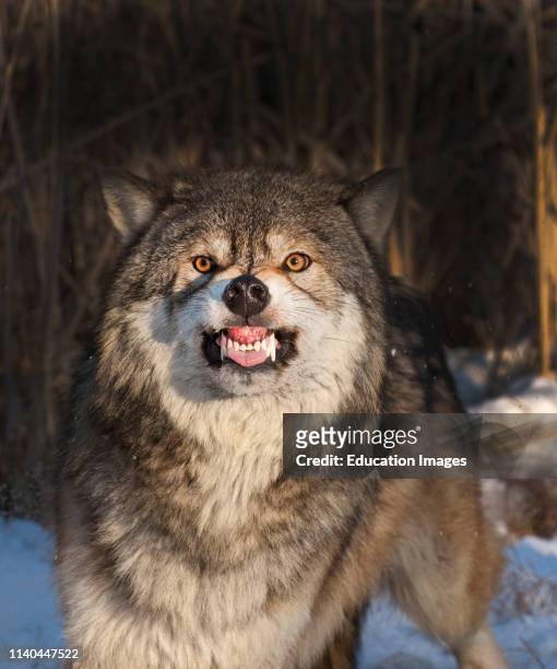 Wolf, Canis lupus, howling Minnesota, North America.
