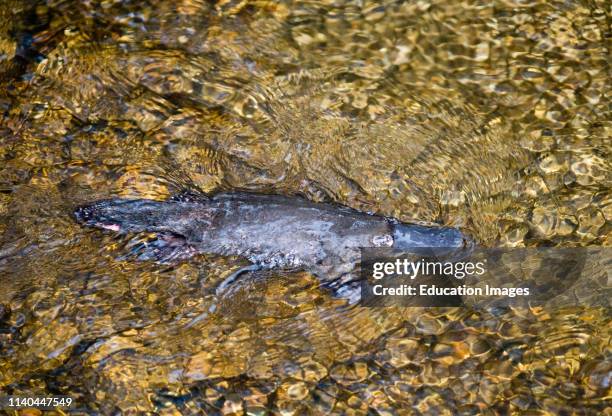 Duck-billed Platypus, Kingfisher Park, Queensland, Australia.