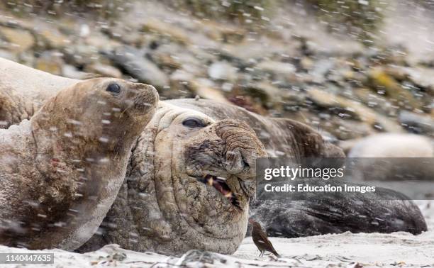 Blackish Cincloides, Cinclodes antarcticus, picking at wound on Southern Elephant Seal, Mirounga leonina, Sea Lion Island, Falklands.