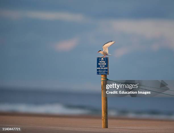 Arctic Tern, Sterna paradisaea, on sign protecting disturbance at colony Long Nanny, Northumberland.