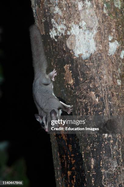 Sugar Glider, Petaurus breviceps, on tree at night, Queensland, Australia.