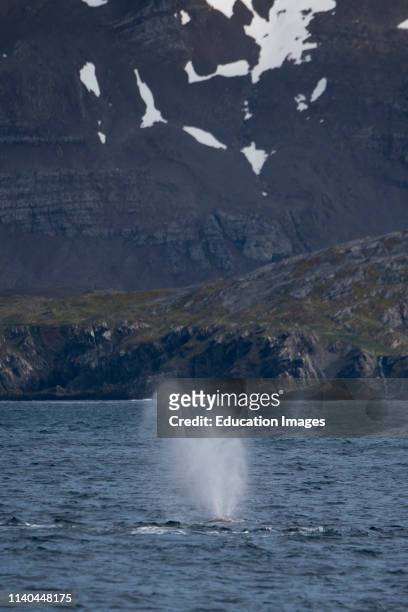 Humpback Whale, Megaptera novaeangliae, off Weddell Point, South Georgia.
