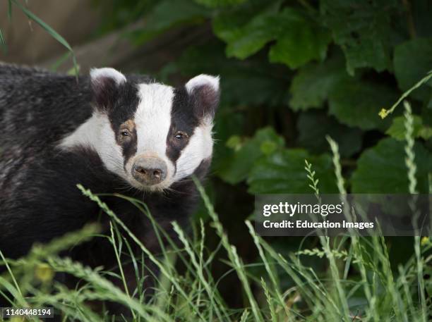 Eurasian Badger, Meles meles, Kent.