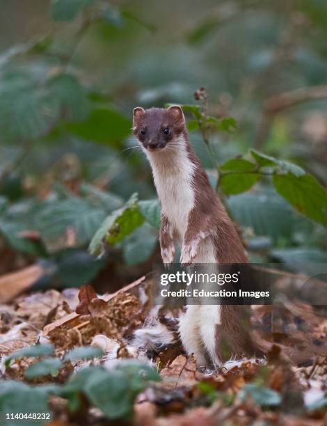 Stoat, Mustela erminea, Norfolk.