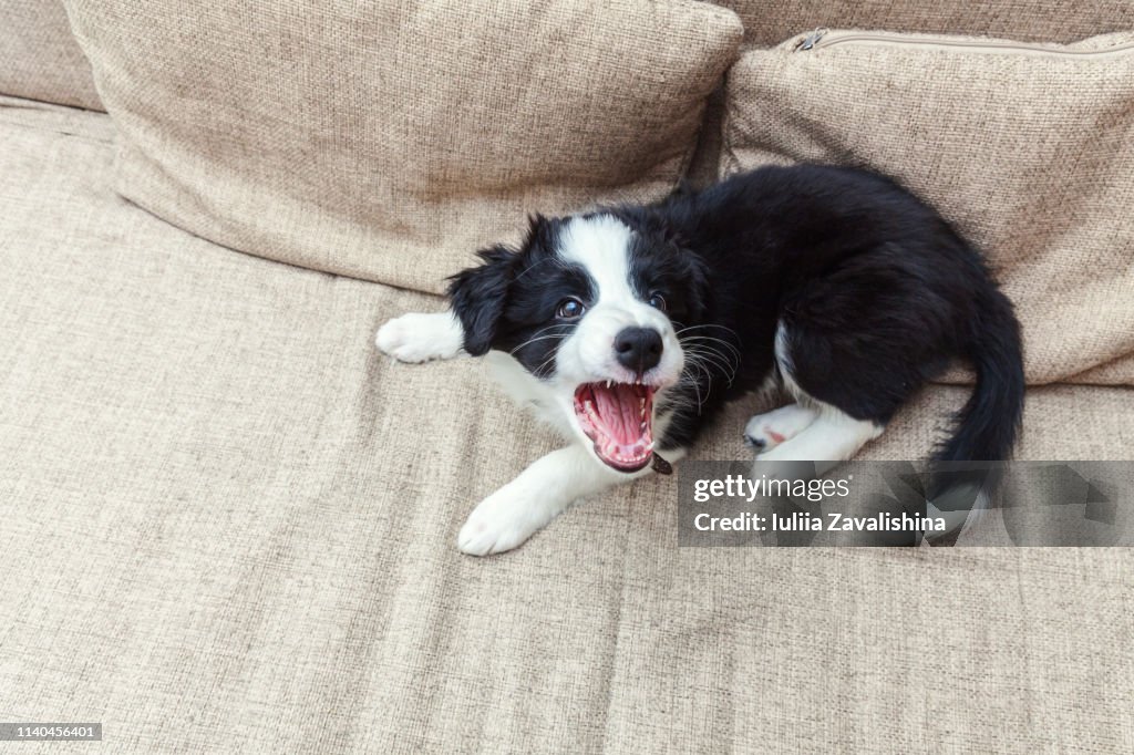 Funny portrait of cute smilling puppy dog border collie at home