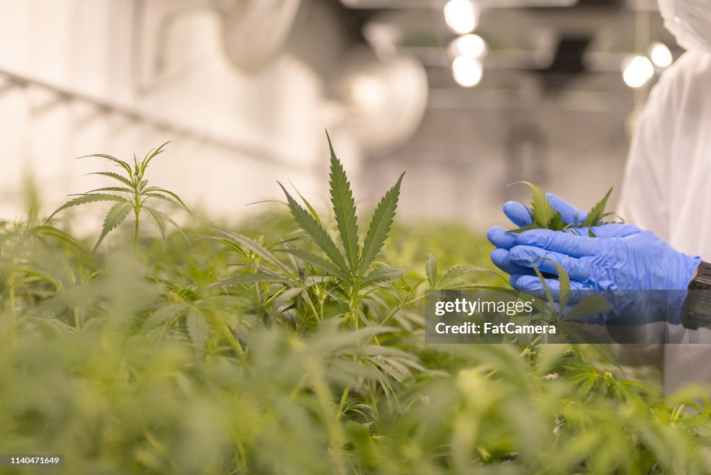 Kwaliteitscontrole cannabis Farm