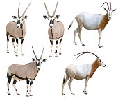 scimitar horned oryx and gemsbok isolated on white background