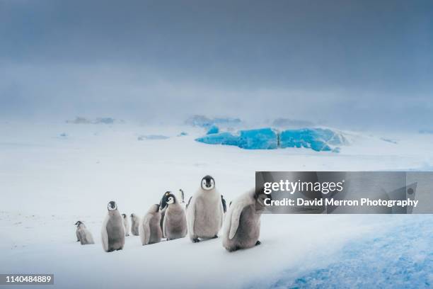 the ascent of chicks - antarctica emperor penguin foto e immagini stock
