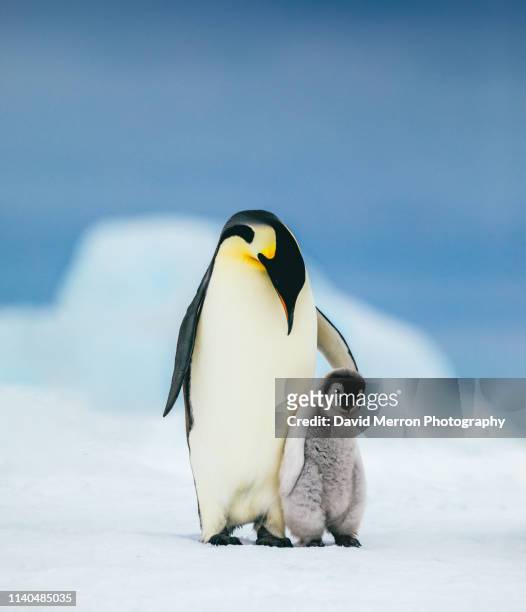 emperor family - antarctica penguin stock-fotos und bilder