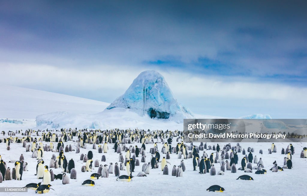 Emperor penguin colony