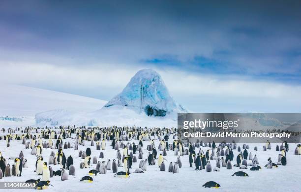 emperor penguin colony - penguins foto e immagini stock