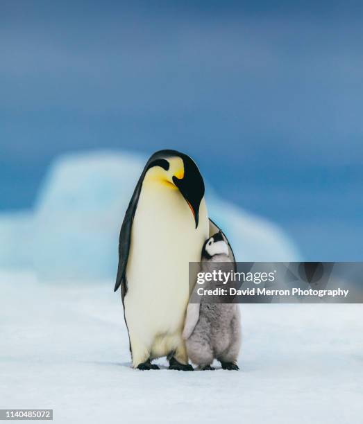 emperor family - antarctica emperor penguin foto e immagini stock