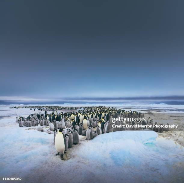 the emperor of the emperors - antarctica penguin stock-fotos und bilder