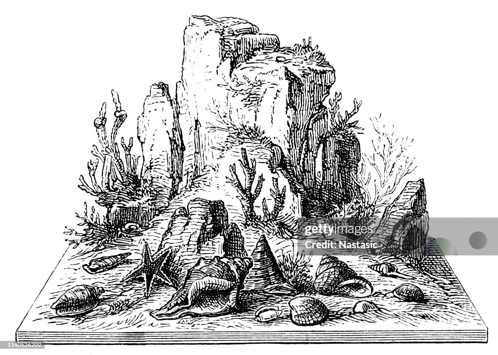 Mollusks