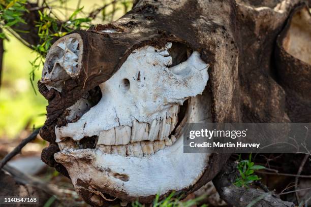 4k close-up view of a decaying poached white rhino's face that was killed for its horn - trafficking photos et images de collection
