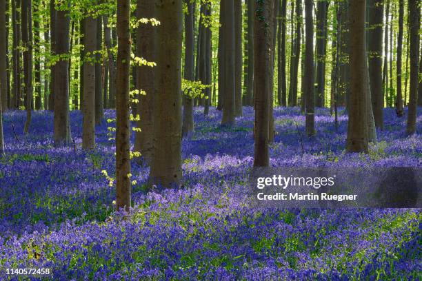 bluebell flowers (hyacinthoides non-scripta) carpet hardwood beech forest in early spring. halle, hallerbos, brussels, vlaanderen (flanders), belgium, europe. - bluebell wood foto e immagini stock